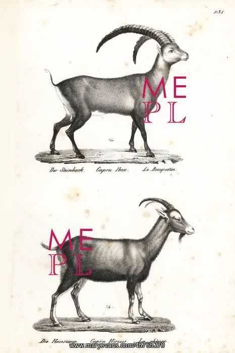 : Alpine ibex and domestic goat : Alpine ibex and domestic goat