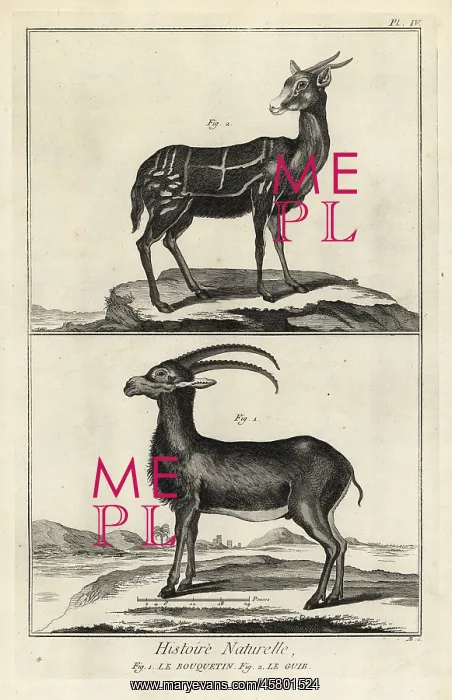 : Alpine ibex and harnessed bushbuck : Alpine ibex and harnessed bushbuck