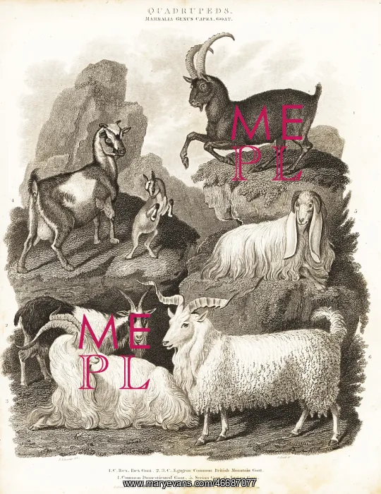 : Alpine ibex and various goat species : Alpine ibex and various goat species