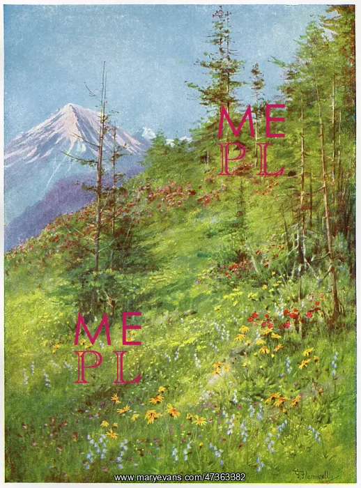 : ALPINE MEADOW : ALPINE MEADOW