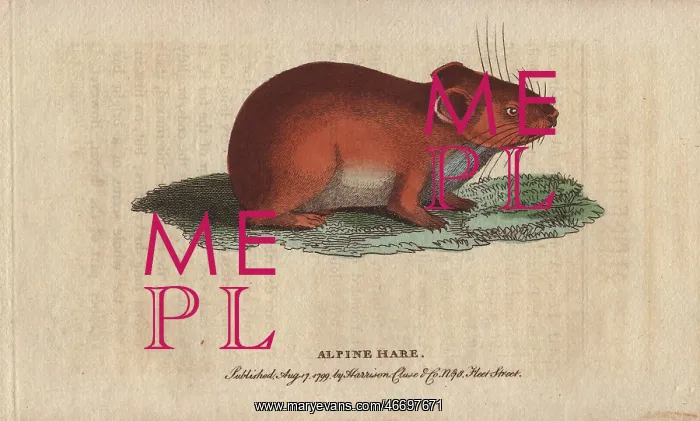 : Alpine or mountain hare, Lepus alpinus : Alpine or mountain hare, Lepus alpinus