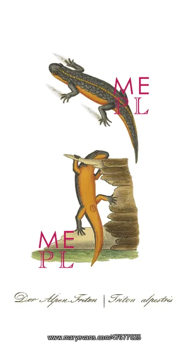 : Alpine Newt : Alpine Newt