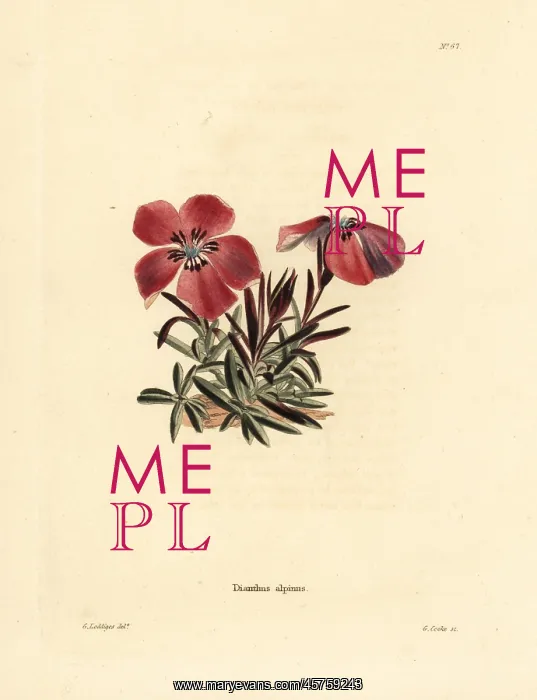 : Alpine pink, Dianthus alpinus : Alpine pink, Dianthus alpinus