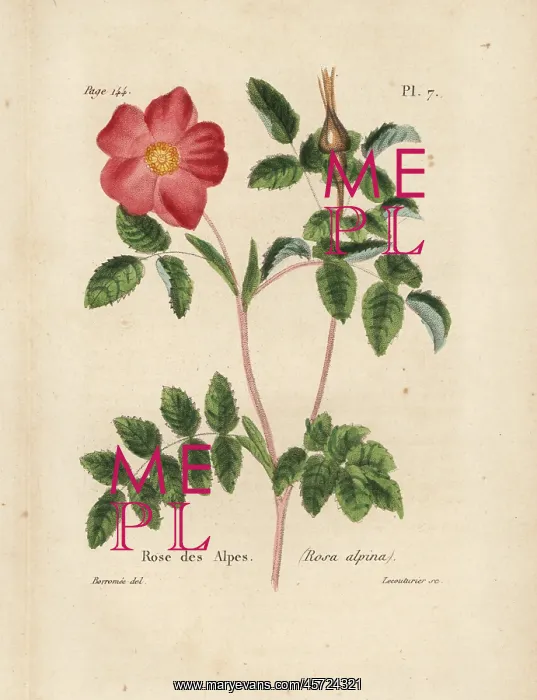: Alpine rose, Rosa alpina : Alpine rose, Rosa alpina