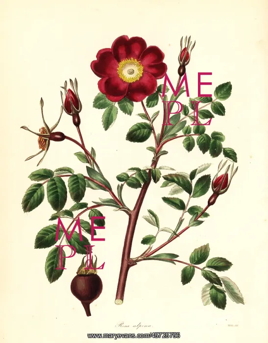 : Alpine rose, Rosa pendulina : Alpine rose, Rosa pendulina