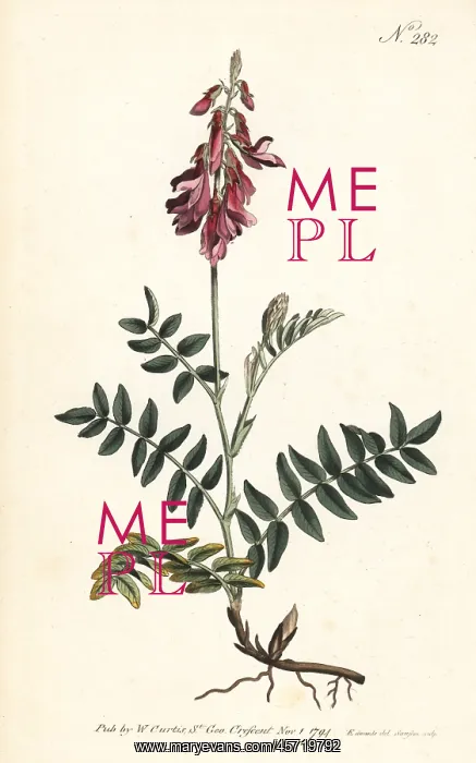 : Alpine sainfoin, Hedysarum hedysaroides : Alpine sainfoin, Hedysarum hedysaroides