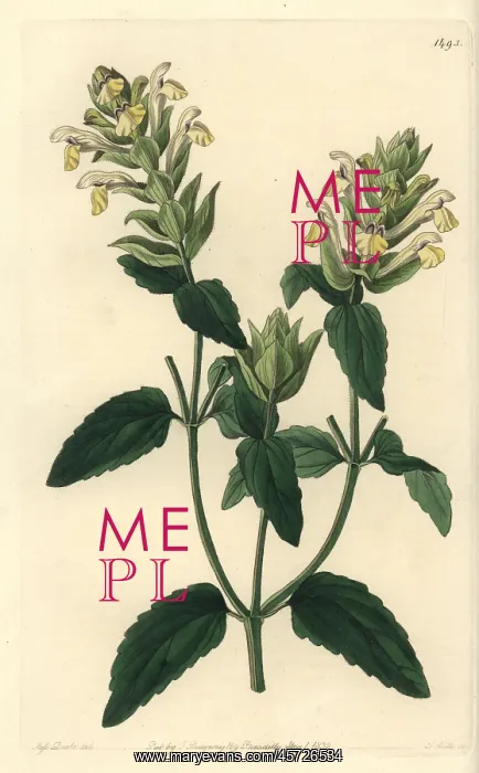 : Alpine skullcap, Scutellaria alpina : Alpine skullcap, Scutellaria alpina