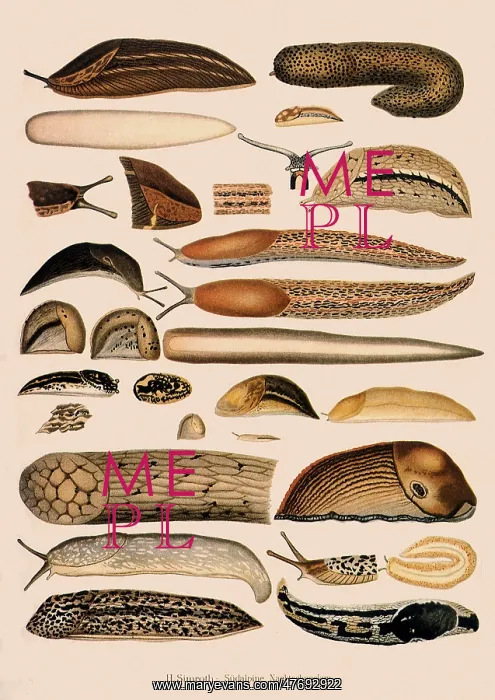: Alpine Slugs : Alpine Slugs