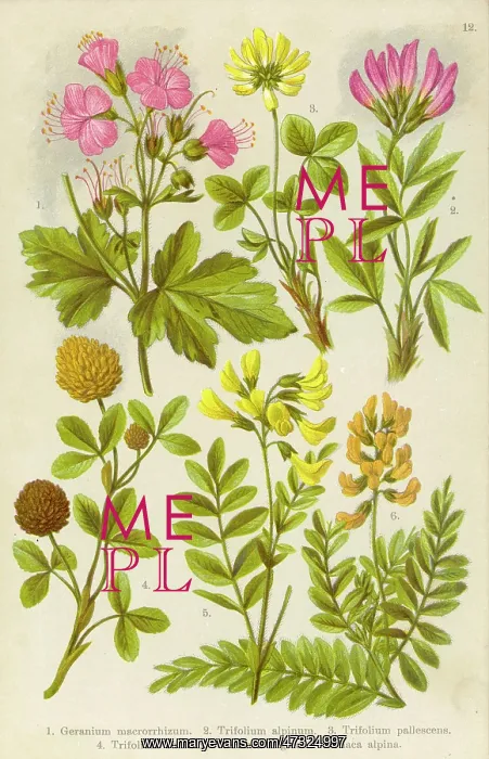 : ALPINE SPECIES 1903 : ALPINE SPECIES 1903