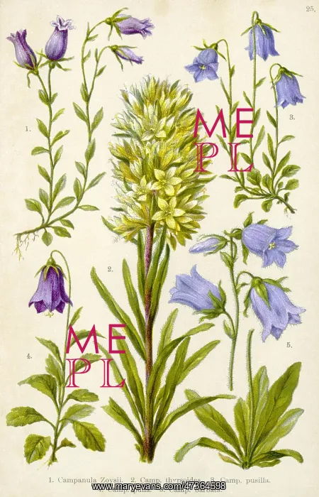 : ALPINE SPECIES 1903 : ALPINE SPECIES 1903