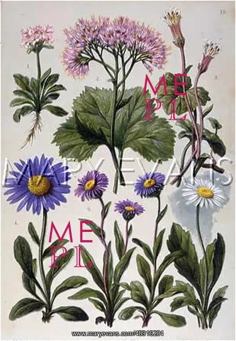 : ALPINE SPECIES 1903 : ALPINE SPECIES 1903