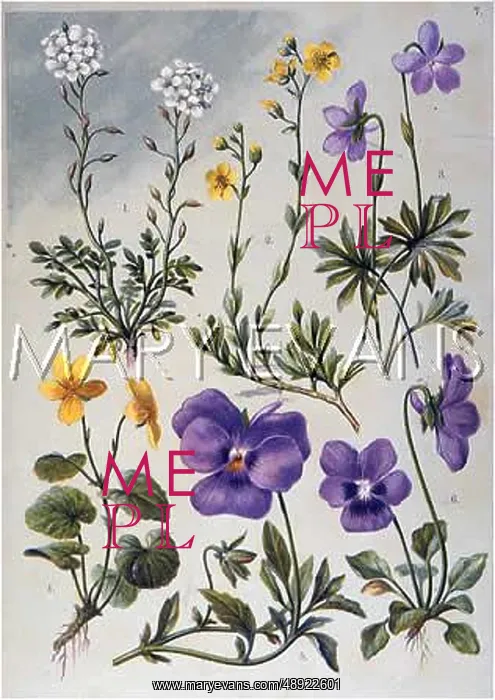 : ALPINE SPECIES 1903 : ALPINE SPECIES 1903