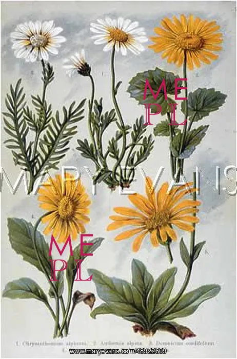 : ALPINE SPECIES 1903 : ALPINE SPECIES 1903