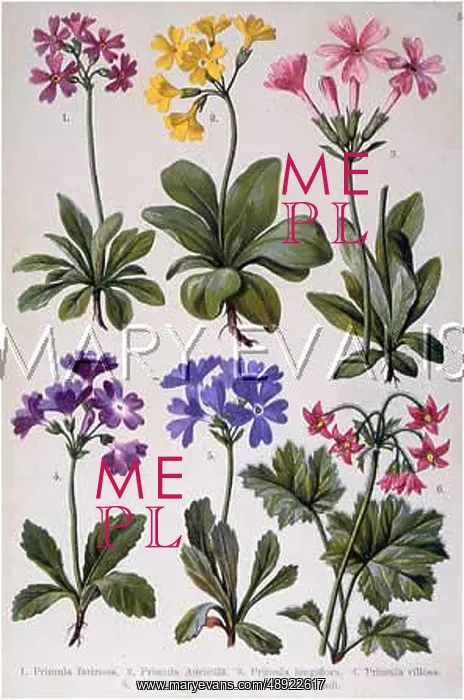 : ALPINE SPECIES 1903 : ALPINE SPECIES 1903