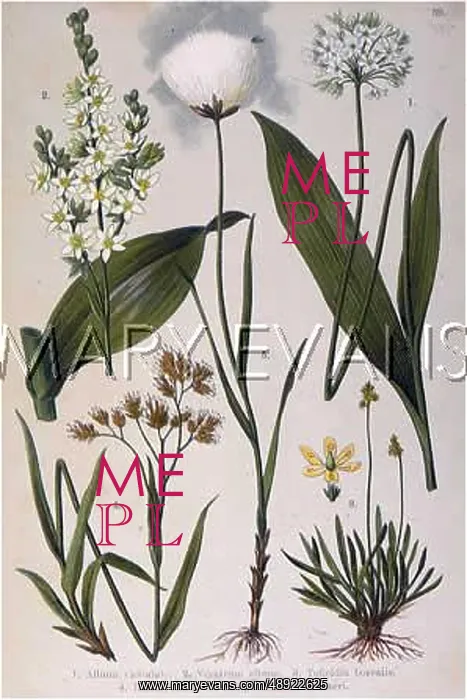 : ALPINE SPECIES 1903 : ALPINE SPECIES 1903