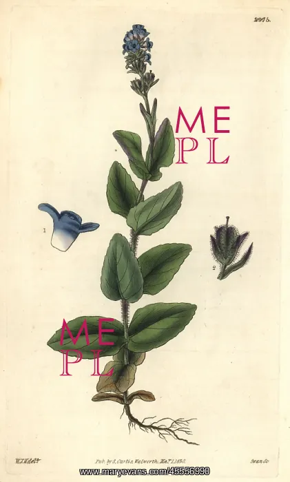 : Alpine speedwell, Wormskiold's var, Veronica : Alpine speedwell, Wormskiold's var, Veronica