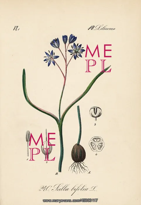 : Alpine squill, Scilla bifolia : Alpine squill, Scilla bifolia