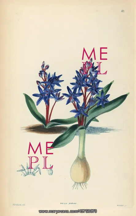 : Alpine squill or two-leaf squill, Scilla bifolia : Alpine squill or two-leaf squill, Scilla bifolia
