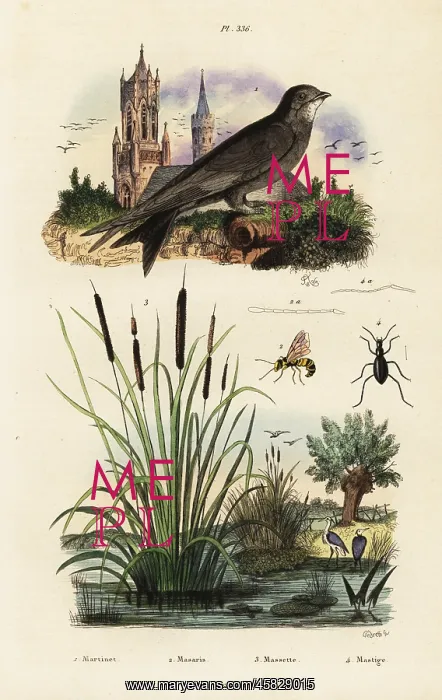 : Alpine swift, bulrush, beetle and wasp : Alpine swift, bulrush, beetle and wasp