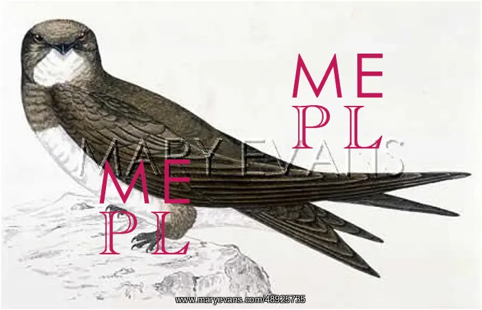  : ALPINE SWIFT (MORRIS)
