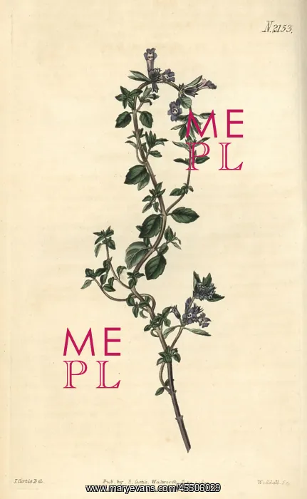 : Alpine thyme, Thymus alpinus : Alpine thyme, Thymus alpinus