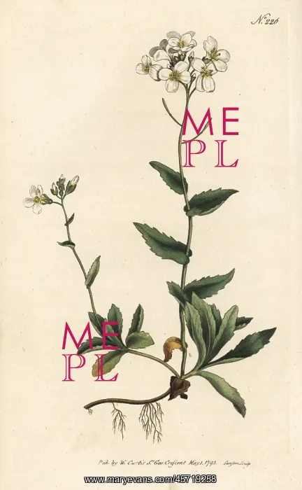 : Alpine wall-cress, Arabis alpina : Alpine wall-cress, Arabis alpina