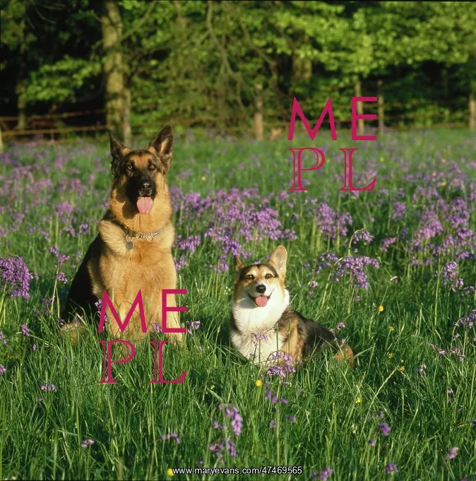 : Alsatian and Corgi ? two dogs in a meadow : Alsatian and Corgi ? two dogs in a meadow