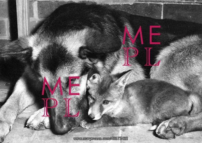 : Alsatian dog and Fox cub : Alsatian dog and Fox cub