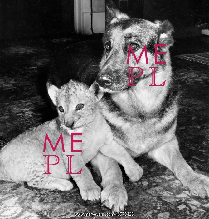 : Alsatian dog and lion cub : Alsatian dog and lion cub