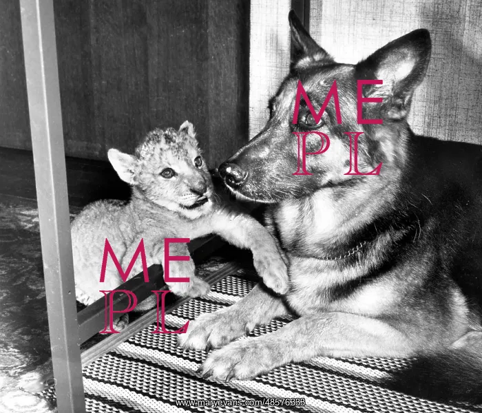 : Alsatian dog and lion cub : Alsatian dog and lion cub