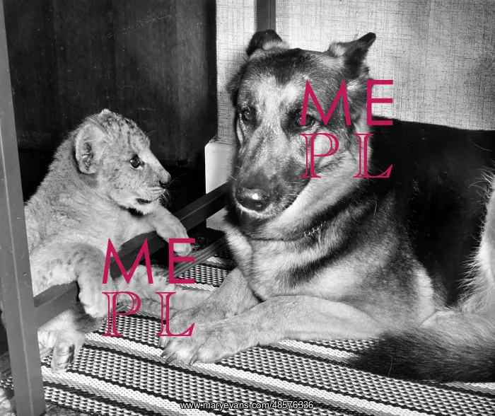 : Alsatian dog and lion cub : Alsatian dog and lion cub
