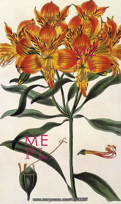 : Alstroemeria aurantiaca : Alstroemeria aurantiaca