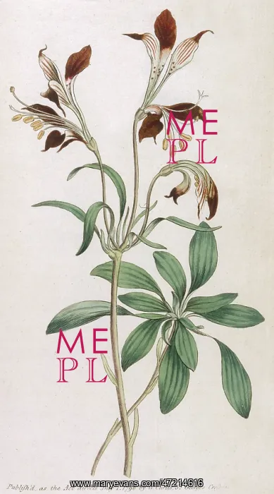  : Alstroemeria Ligtu