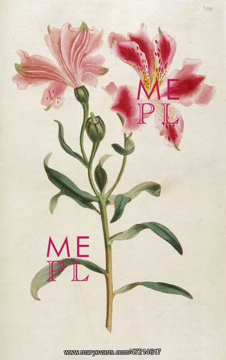  : Alstroemeria Pelegrina
