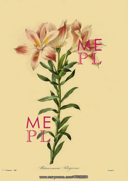 : Alstroemeria pelegrina : Alstroemeria pelegrina
