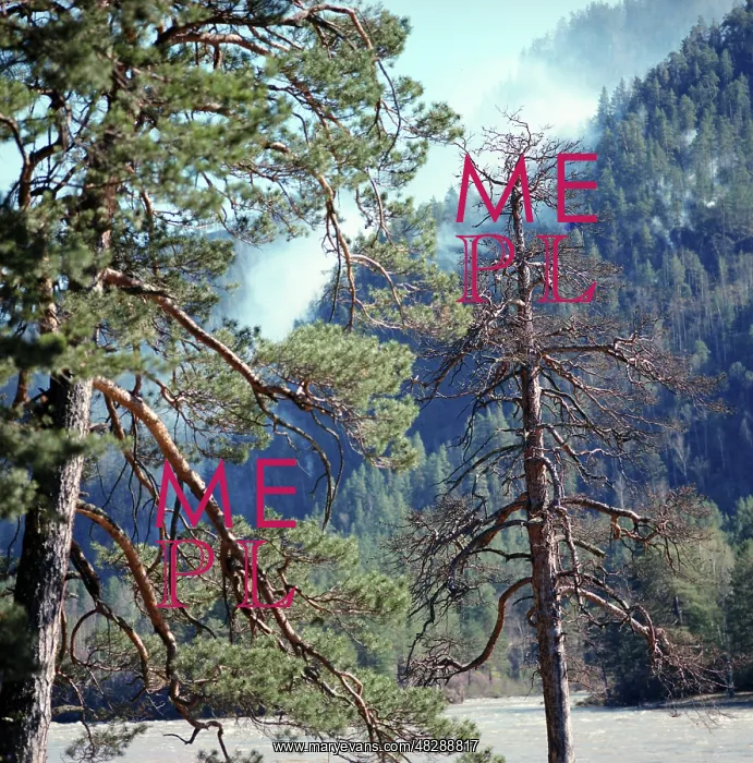 : Altai pines, 1990 : Altai pines, 1990