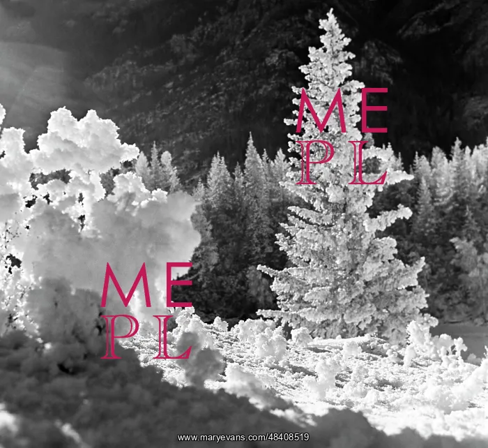 : Altai taiga, 1976 : Altai taiga, 1976
