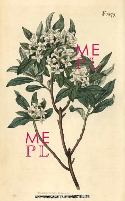 : Altaic daphne, Daphne altaica : Altaic daphne, Daphne altaica