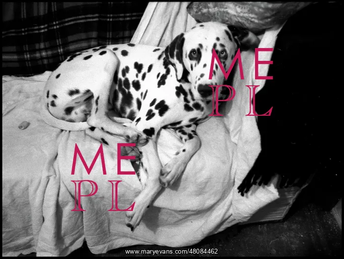  : Alternative Dalmation on sofa