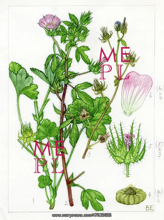 : Althaea hirsuta - hairy marshmallow : Althaea hirsuta - hairy marshmallow