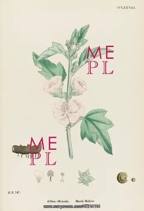  : ALTHAEA OFFICINALIS