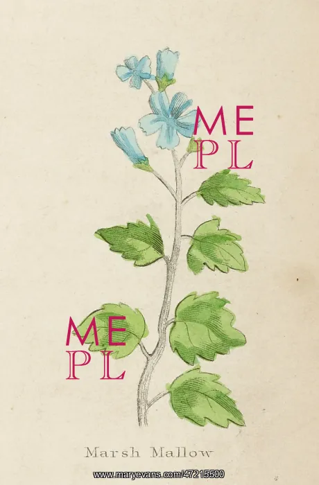  : ALTHAEA OFFICINALIS