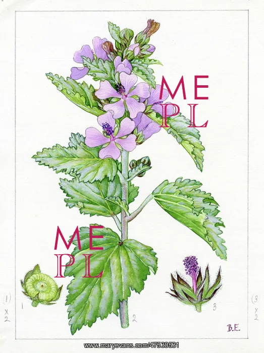 : Althaea officinalis - marsh-mallow : Althaea officinalis - marsh-mallow