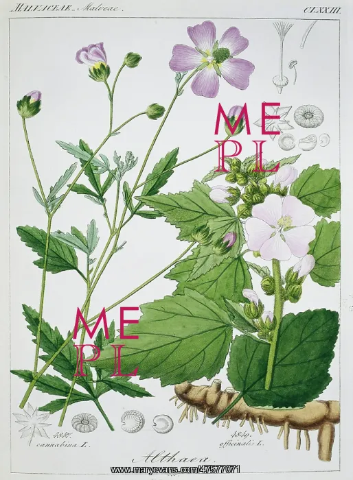 : Althaea officinalis, marsh mallow plant : Althaea officinalis, marsh mallow plant