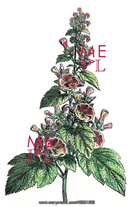 : Althaea officinalis, marshmallow, marsh mallow, or common ma : Althaea officinalis, marshmallow, marsh mallow, or common ma