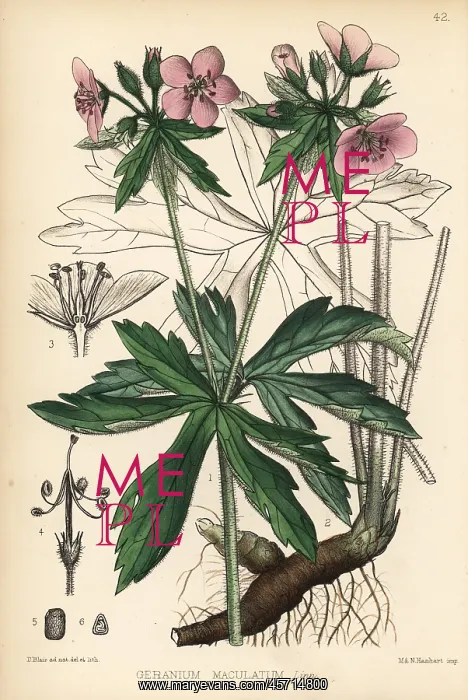 : Alum root or wild cranesbill, Geranium maculatum : Alum root or wild cranesbill, Geranium maculatum