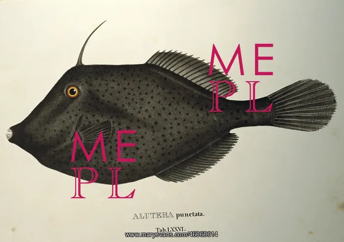 : Aluterus punctatus : Aluterus punctatus