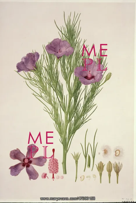 : Alyogyne hakeifolia : Alyogyne hakeifolia