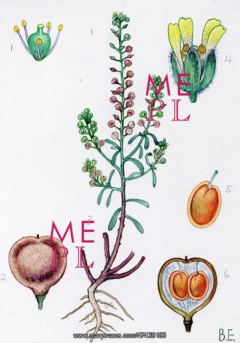  : Alyssum alyssoides