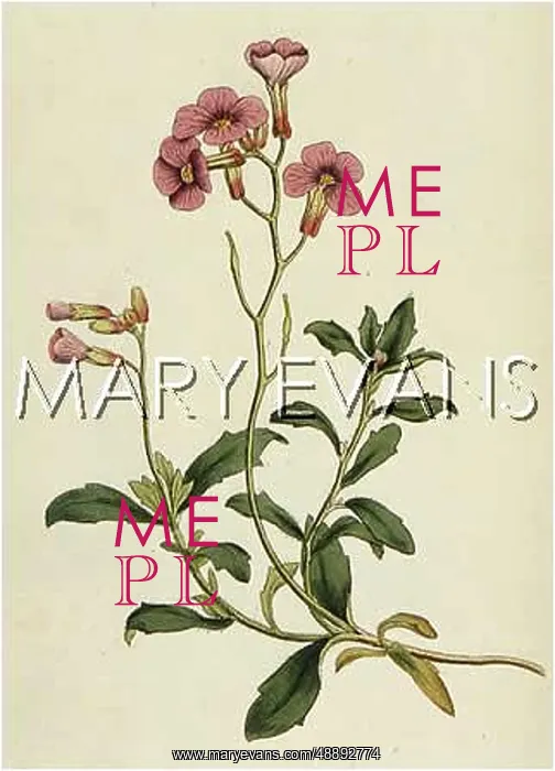  : ALYSSUM DELTOIDEUM